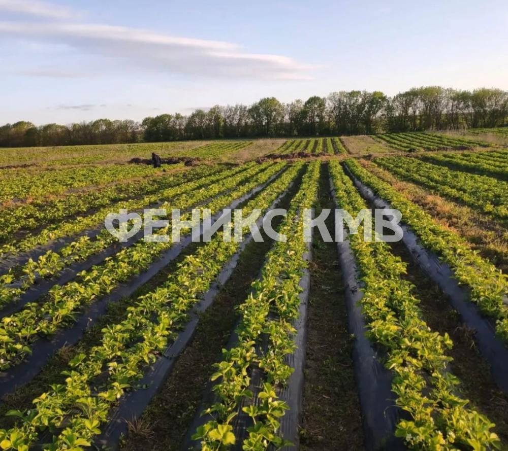 изображение whatsapp 2025-07-17 в 11.46.48_deff5c25