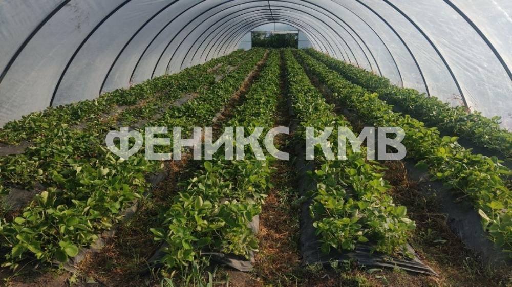 изображение whatsapp 2025-07-17 в 11.46.46_fcb1d3cb