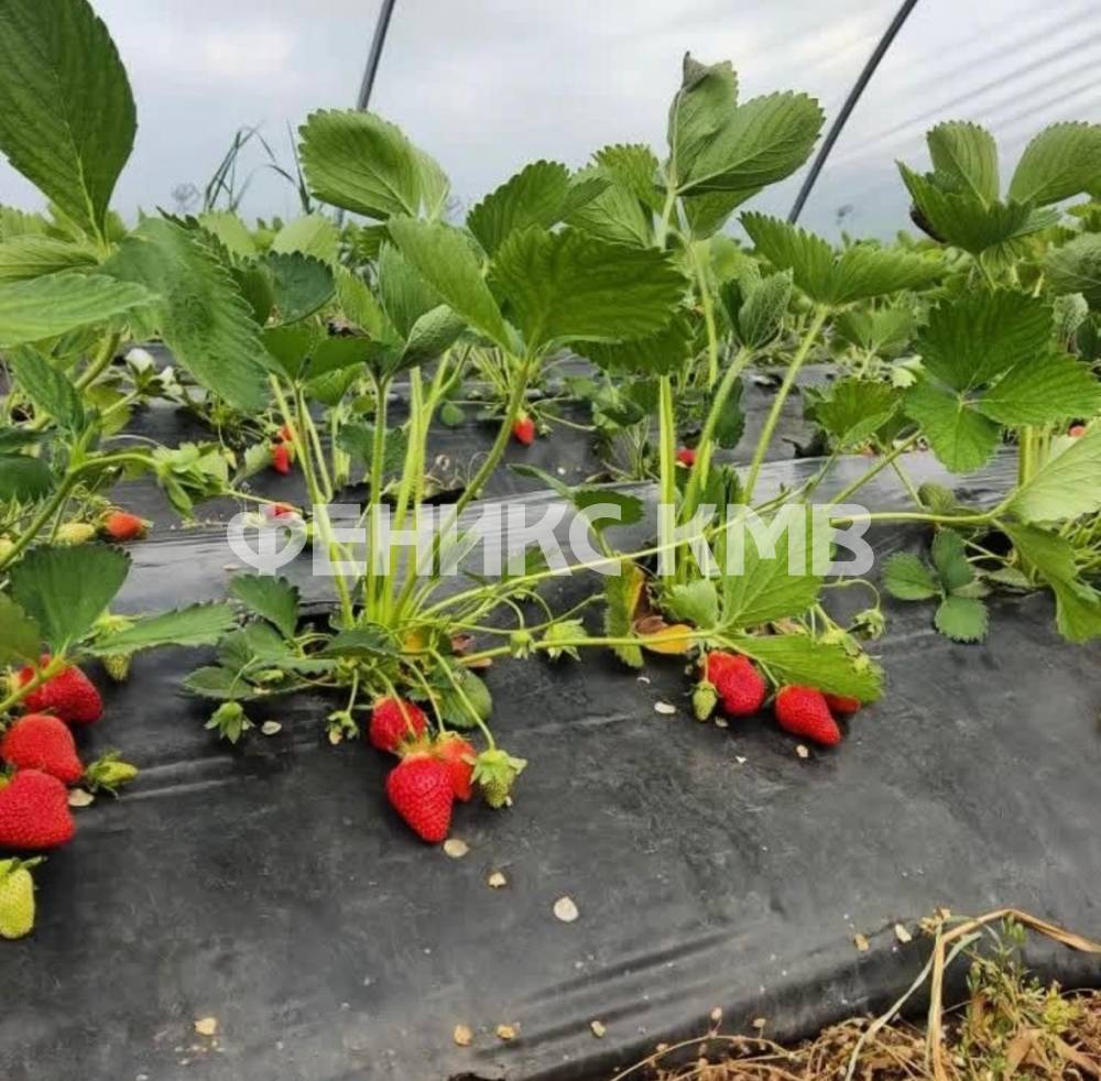 изображение whatsapp 2025-07-17 в 11.46.48_d5693a9c